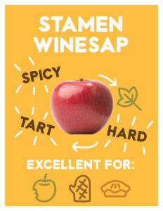 Stamen Winesap