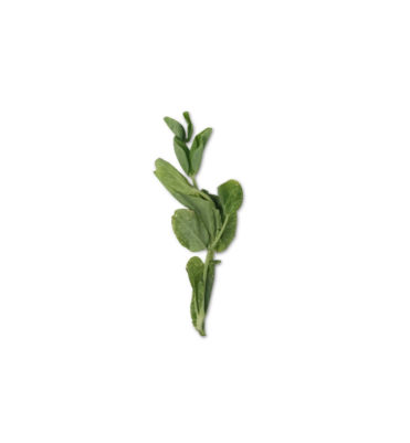 snow pea tips